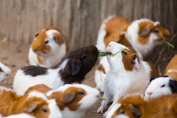 Group of Guinea pig or cavy
