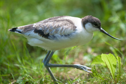 Jeune avocette, Recurvirostra, faisant ses premiers pas