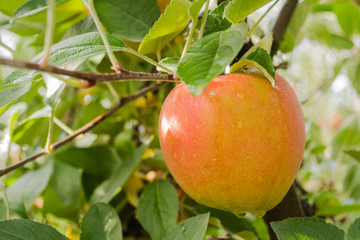 Red apples on the tree