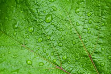 Water drops on green leaf