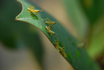 Group of little grasshopper on green leaf with blurred brown background.