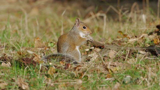 Grey or Gray Squirrel (Sciurus carolinensis) feeding on mushrooms or fungi in an autumn woodland