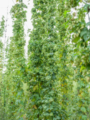 Hops yard. Hops plants climbing of special supported strings or