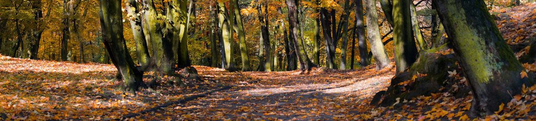 Panorama of autumn in the park in Bytom