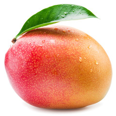 Mango fruit with water drops. Isolated on a white background.