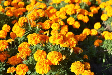 Flowers Odessa