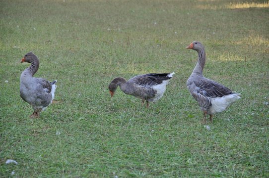 Farmed white goose standing on grass