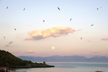 Swallows against the sky at moonlight