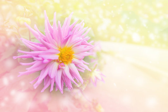 Pink petal flower with dreamy pastel tone with white snow  feeling