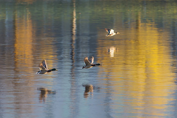 flight over the water