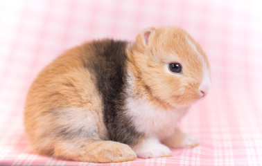 Baby rabbit on pink cloth