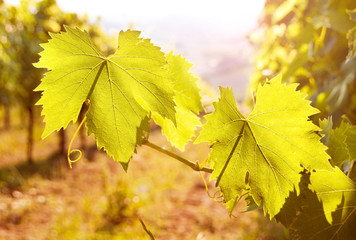 Grape leaves in vineyard 