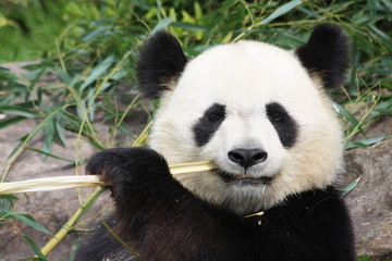 Fototapeta premium Panda