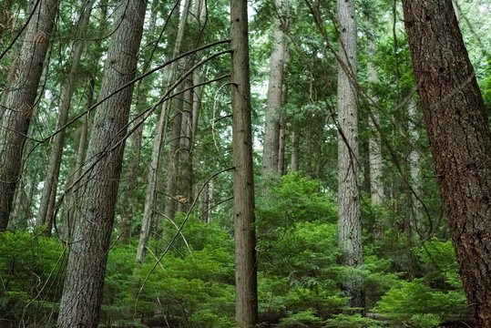 Fototapeta View of tropical forest