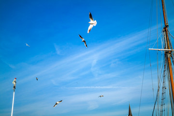 Seagulls flying at the Flensburg harbour