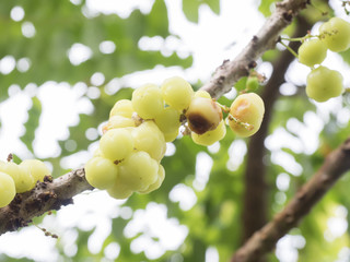 star gooseberry on tree
