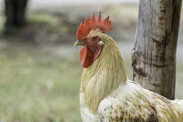 The face side of the Rooster