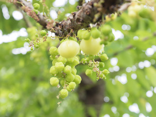 star gooseberry on tree