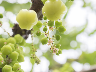star gooseberry on tree