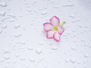 Beautiful pink flowers rested on a gray background