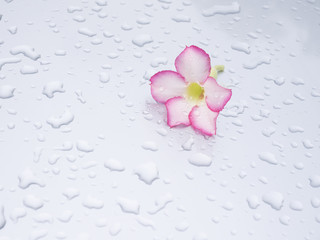 Beautiful pink flowers rested on a gray background