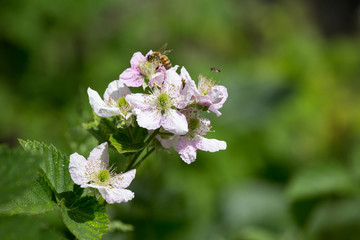 Rubus ulmifolius - Mora - plant flowered blackberry
