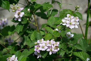 Rubus ulmifolius - Mora - plant flowered blackberry