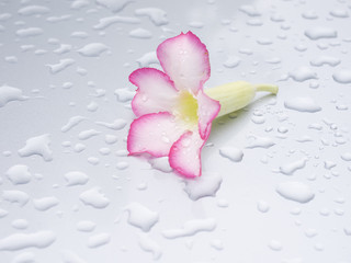 Beautiful pink flowers rested on a gray background