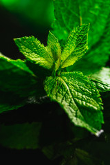 Fresh mint on the black mirror background