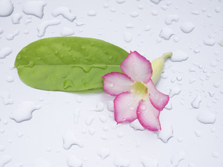 Beautiful pink flowers rested on a gray background