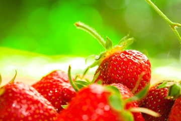 fresh strawberries closeup on the blurry background
