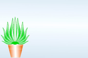 Aloe vera plant isolated in pots