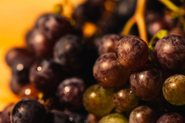 Berries ripe red grapes on a branch close-up