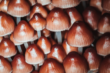 many little mushrooms on a tree stump close-up