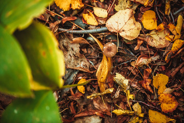 Mushrooms on a stump and autumn leaves the ground in the forest