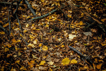 autumn leaves yellow and green on the ground in the forest