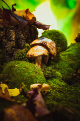 dark mushrooms on green moss with a wet hat