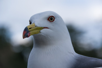 ウミネコ