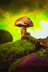 dark mushrooms on moss with a wet hat blurred background