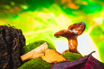 fresh chanterelle mushroom growing in the woods on moss
