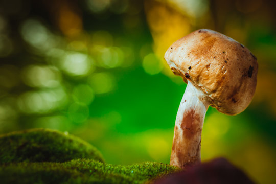 fresh mushroom forest champignons grows on moss