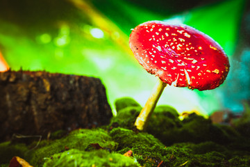 beautiful red with white spots mushroom on moss