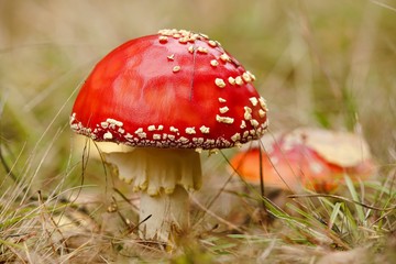 Fliegenpilze im Herbst im Wald