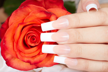 Hand with long artificial french manicured nails and red rose flower