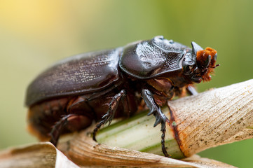 Asiatic rhinoceros beetle (Oryctes rhinoceros) on a tree