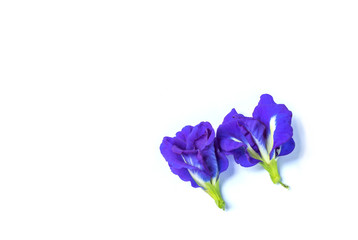 Blue pea flower isolated on white background