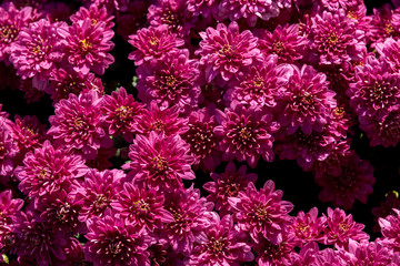Fiori