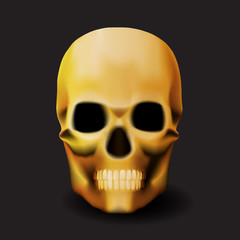 Skull on a black background