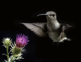 Black-Chinned Hummingbird (Archilochus alexandri) Female Feeding From a Thistle Composite