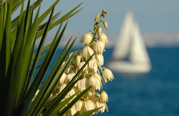 flower and sail boat